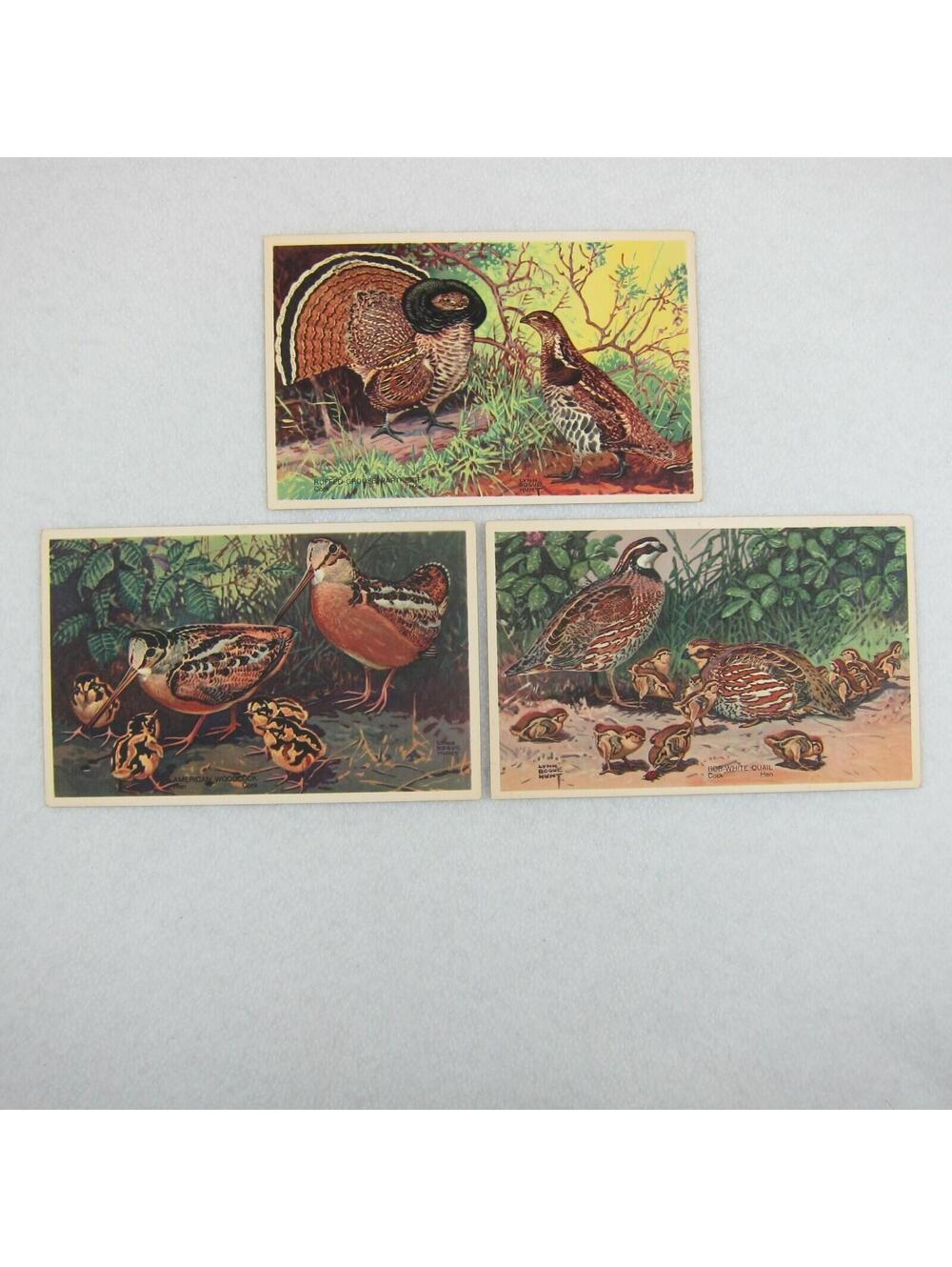 Vintage 1939 National Wildlife Bird Postcards Lot 3 Ruffed Grouse Woodcock Quail - Picture 1 of 12